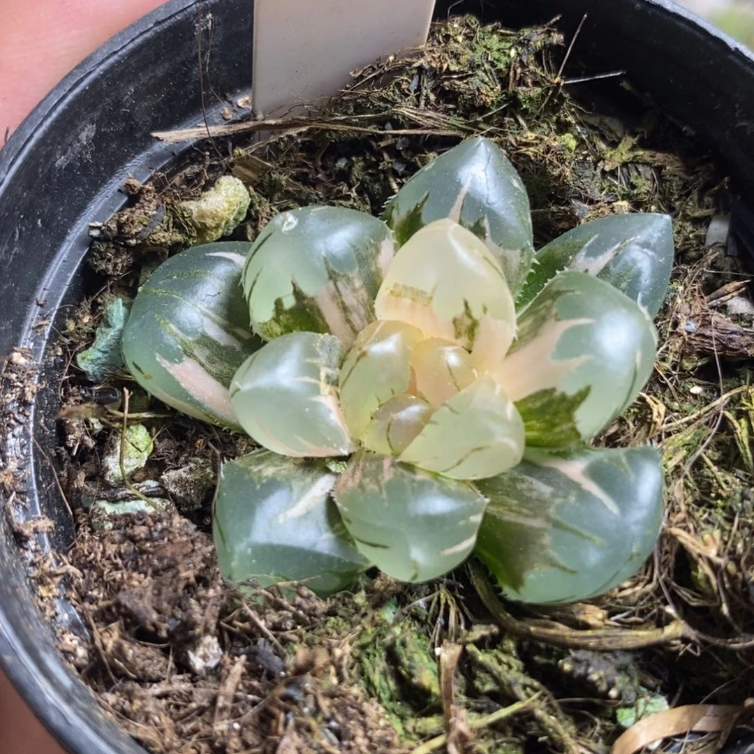 50水中月玉露锦一物一拍