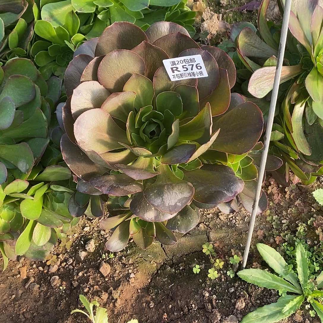 576魅金玫瑰多肉植物