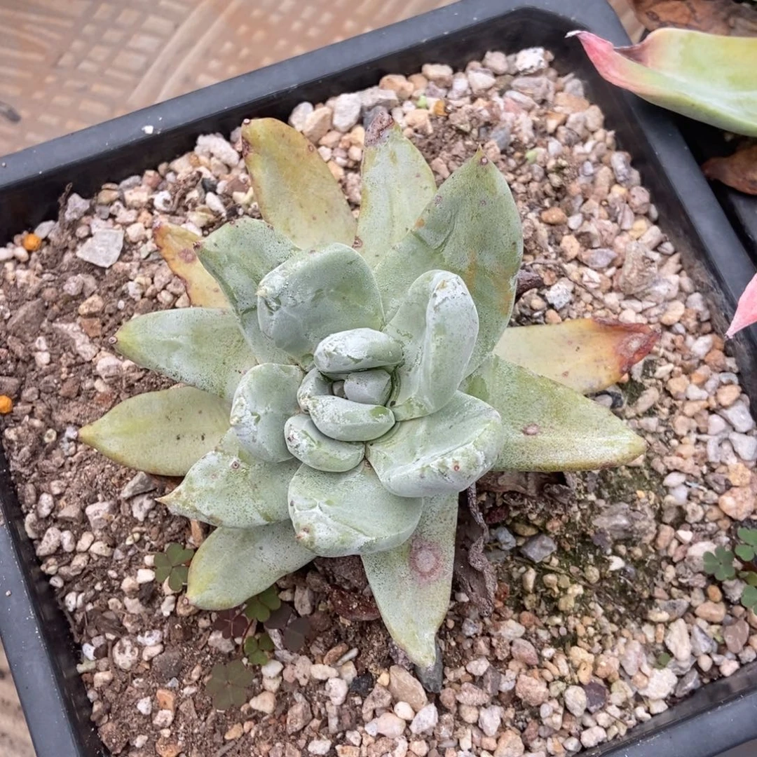 帕翠莎多肉植物啦啦啦