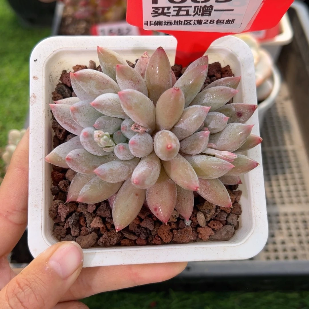 表妹精品多肉1685.