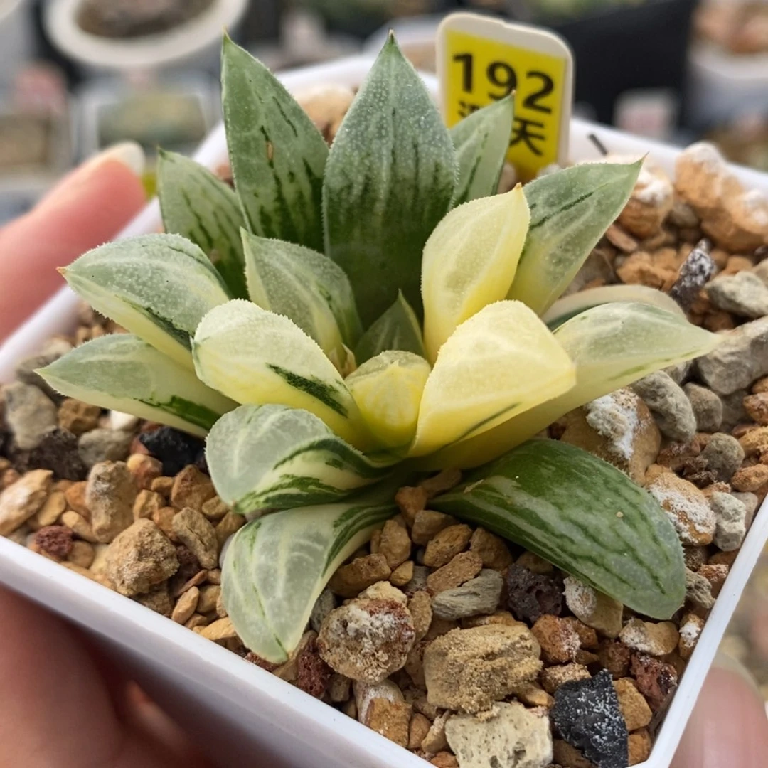 192爱心寿锦一物一拍