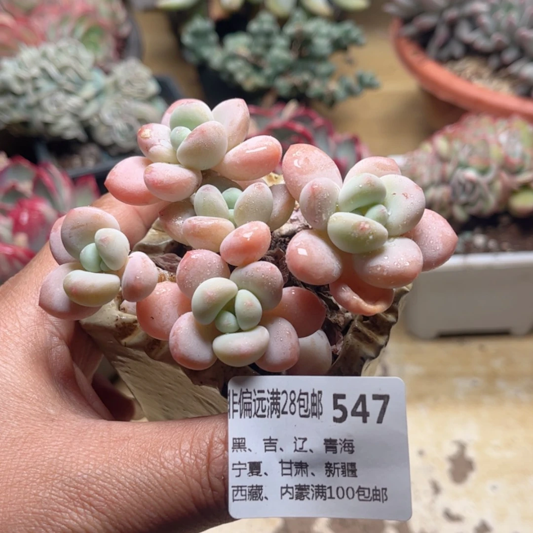 【闪购商品】547香水洛神