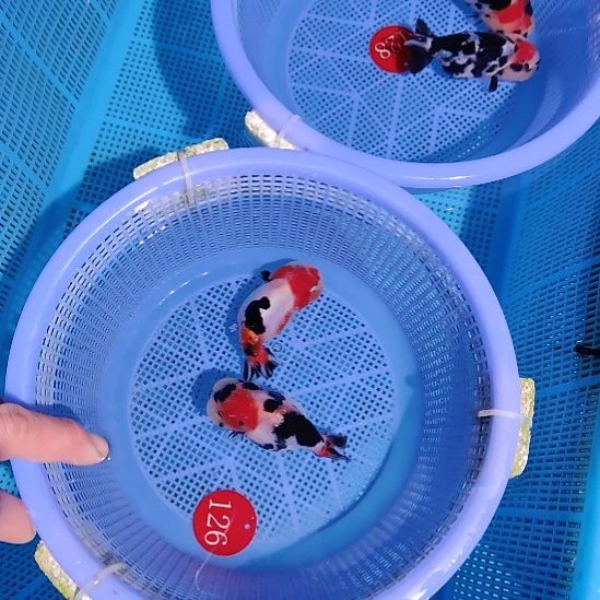 粉***长金鱼126兰寿两只特价顺丰包邮