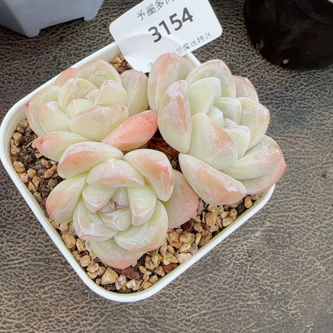 冰玉无砍，3154多肉植物