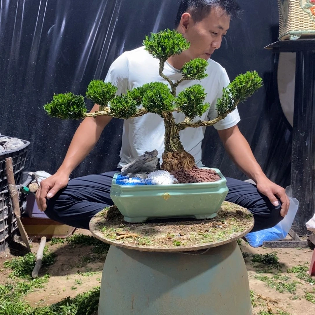 无花朵广东皱皮雀舌黄杨