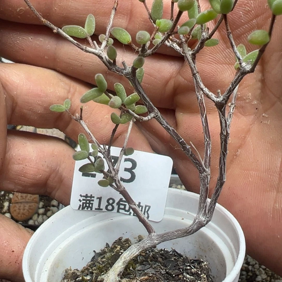 【闪购商品】 273。