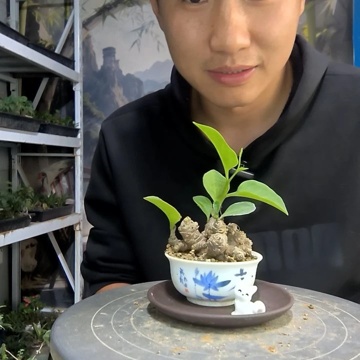 嘟***2中青园艺一物一拍105