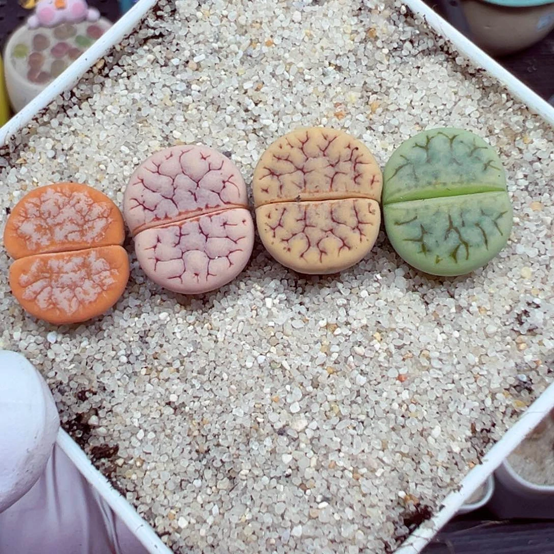 完全开放优秀的肉肉617-17