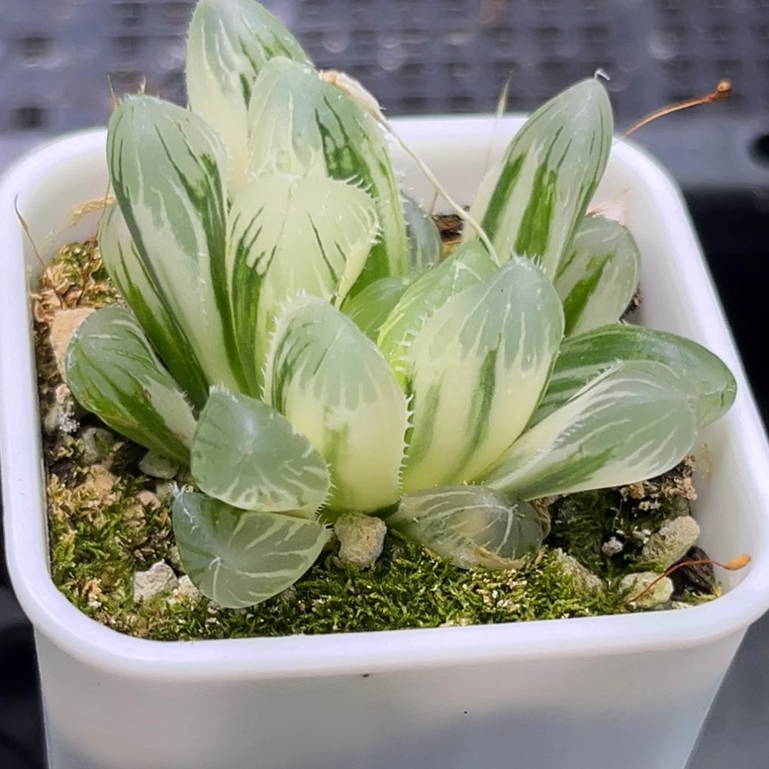 恭喜发财大吉大利2071