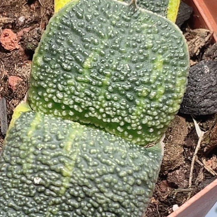 一物一拍竞拍福利拍