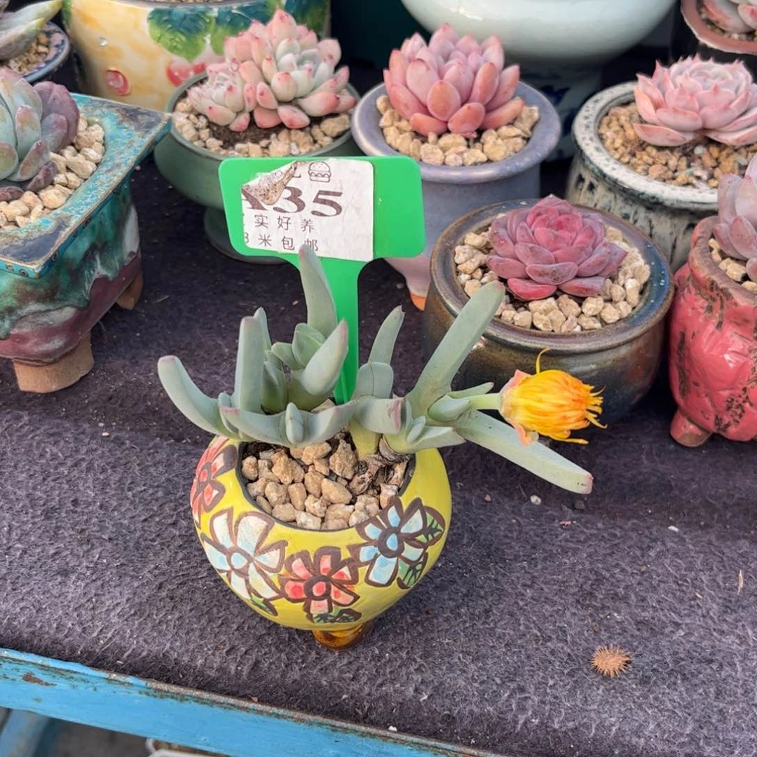 大**儿多肉植物蟹钳。