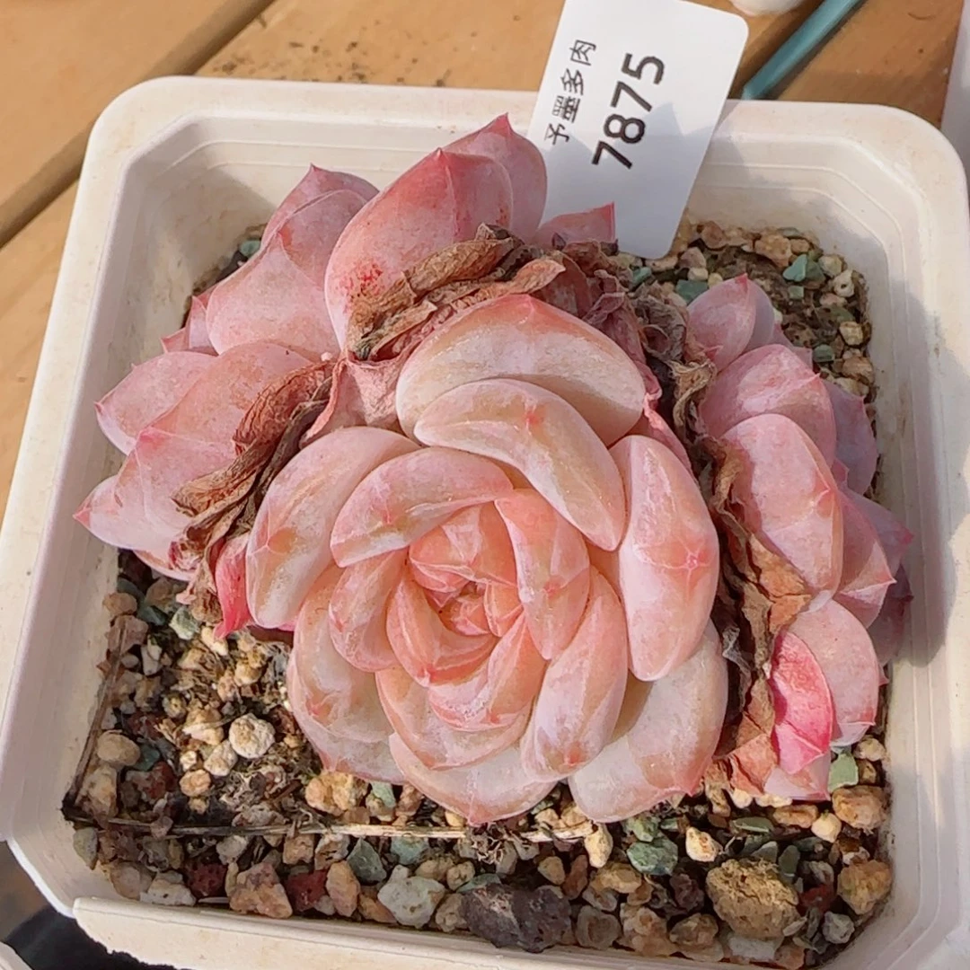 母本冰魄群，7875多肉植物