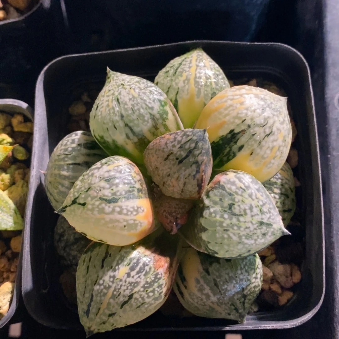 一颗实生丸叶白银锦。