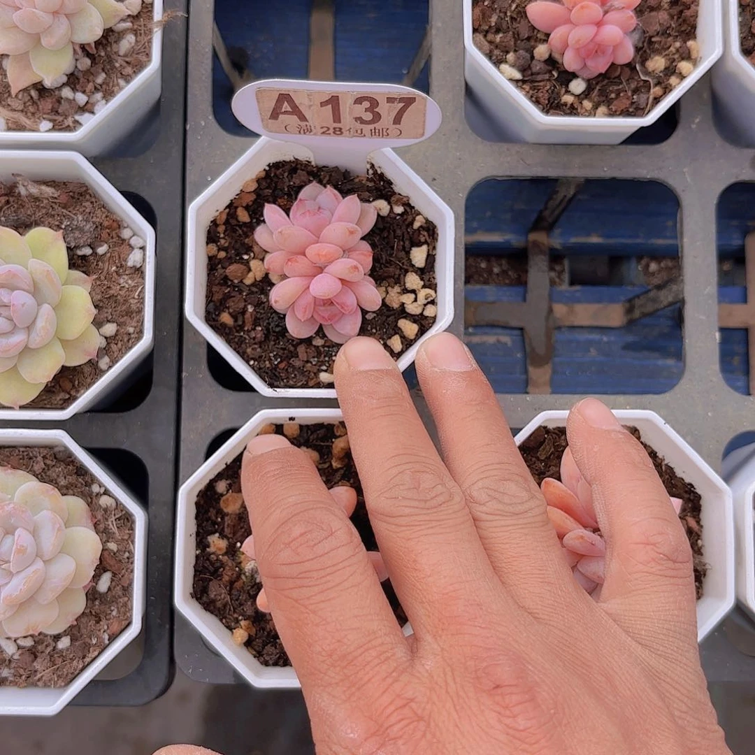 S****.A137星星雪一物一拍