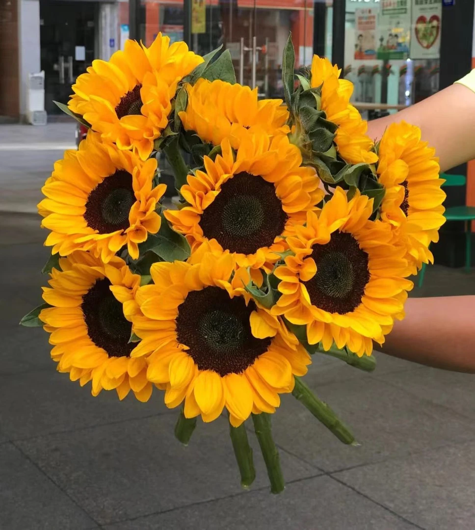 [向日葵]一举夺魁状元花向日葵 云南昆明基地直发