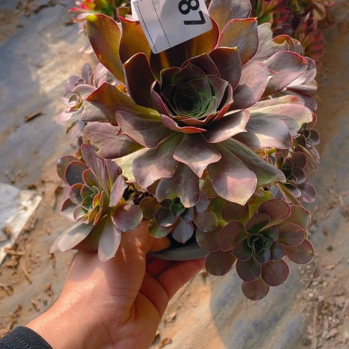 多肉魅金玫瑰大师987