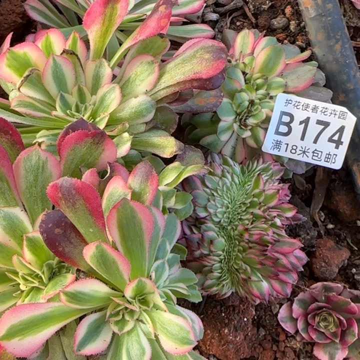 多肉法师淘宝福利