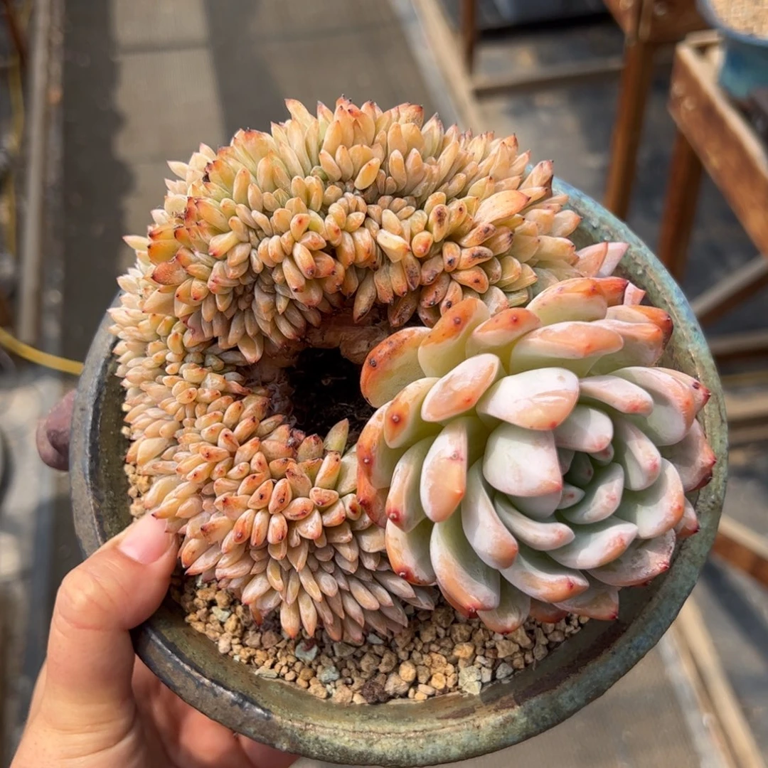 m***y小可爱大胸花星影缀- Molly