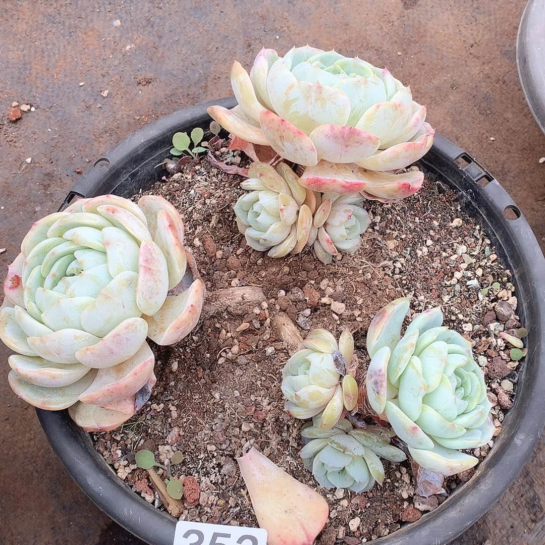 353劳林一物一拍多肉