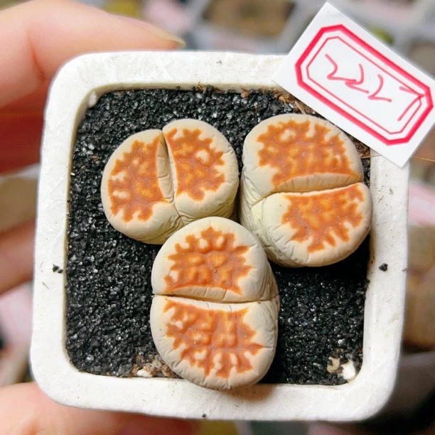 2227，生石花红窗3头