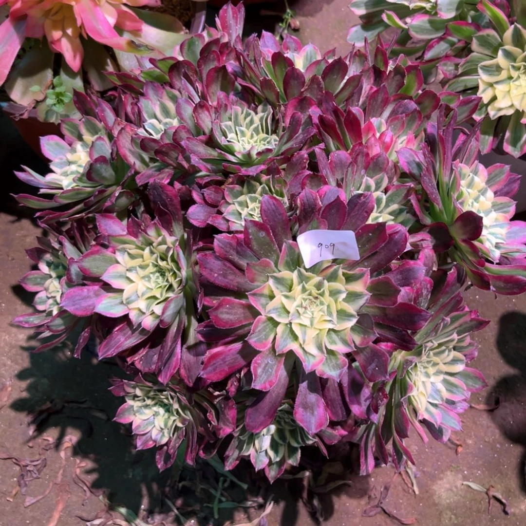 多肉植物天和909