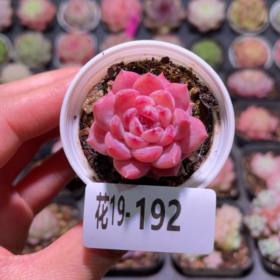 花利美19-192果汁