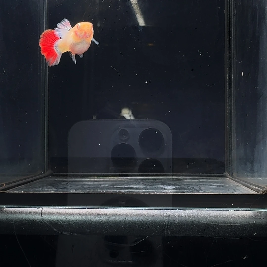 婉***记孔雀鱼1对红尘跑红发孕母