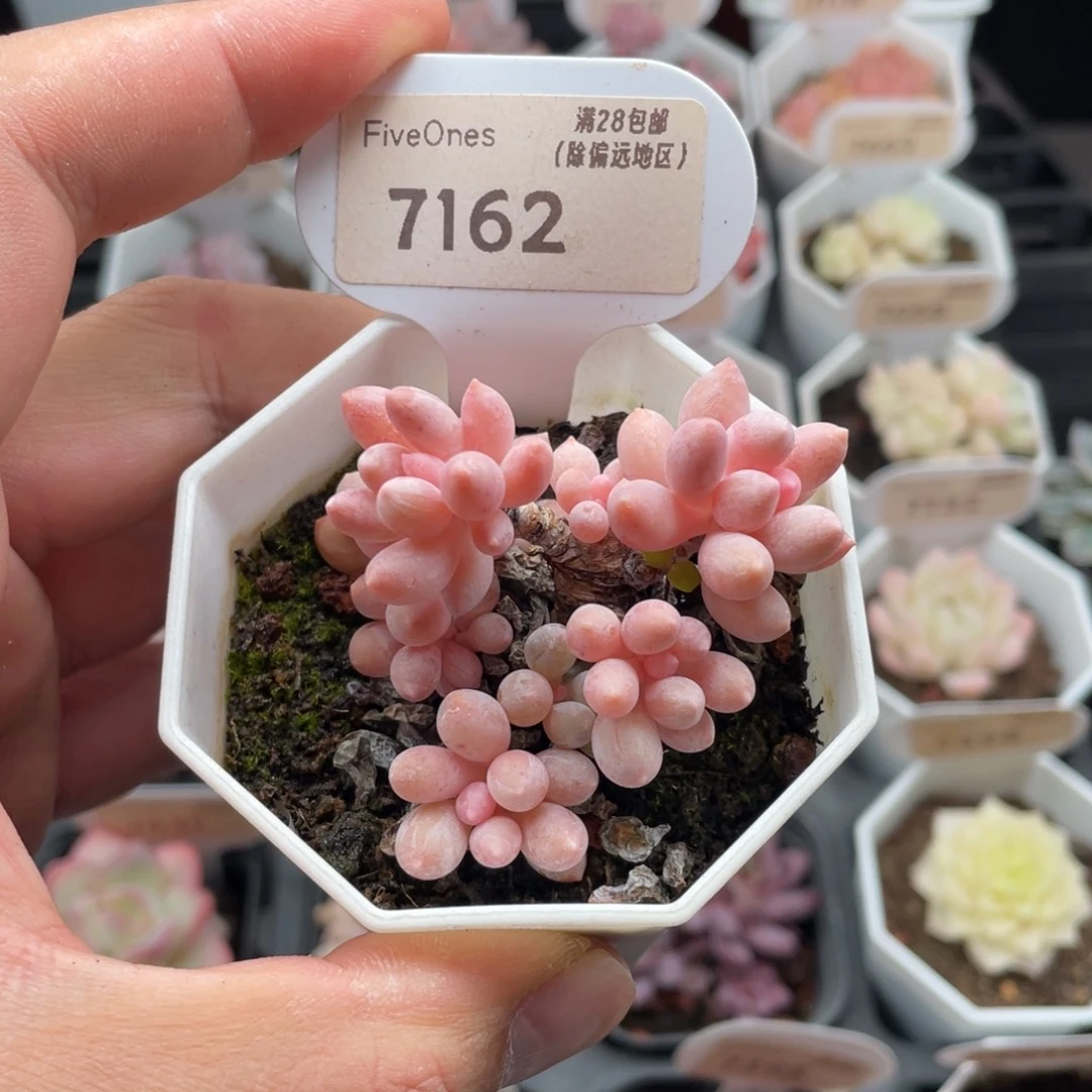 婴儿手指7162-5.5厘米
