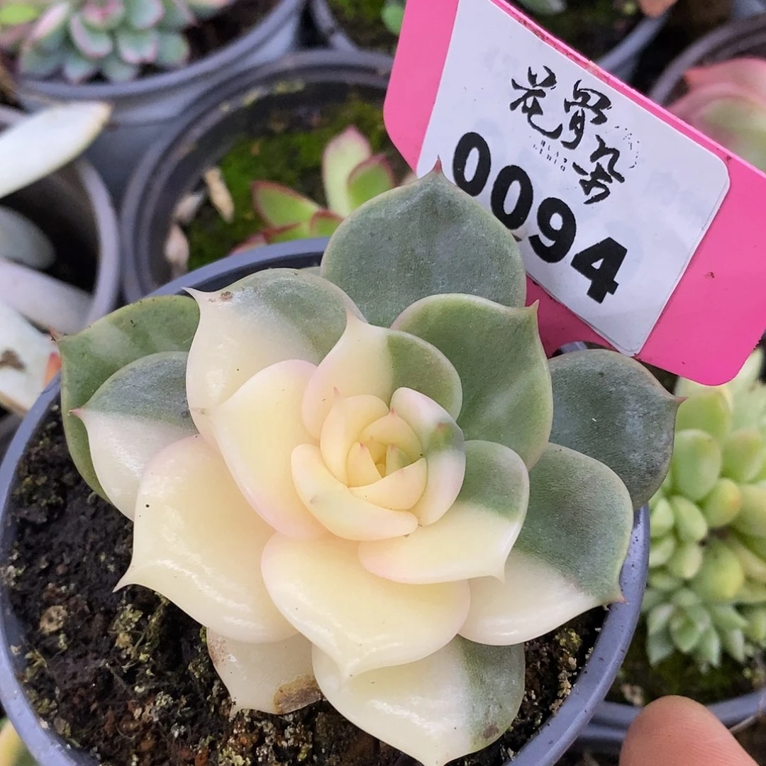 94贝加尔湖哈哈哈哈