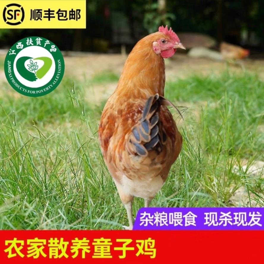 【红烧/清蒸】江西山林散养童子公鸡100天宰杀后约700g *3只  顺丰