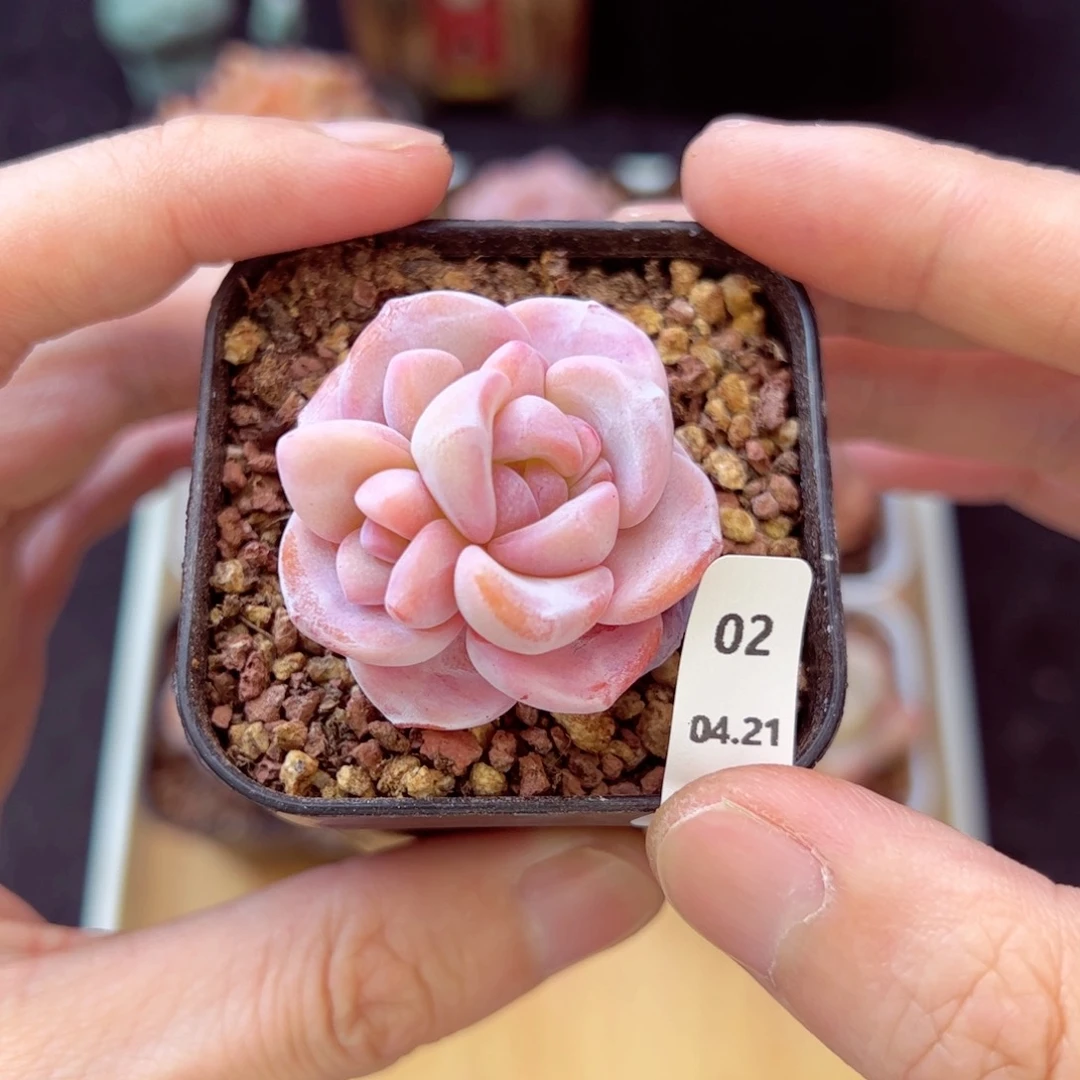 臭****?雪莲02、哈哈哈哈