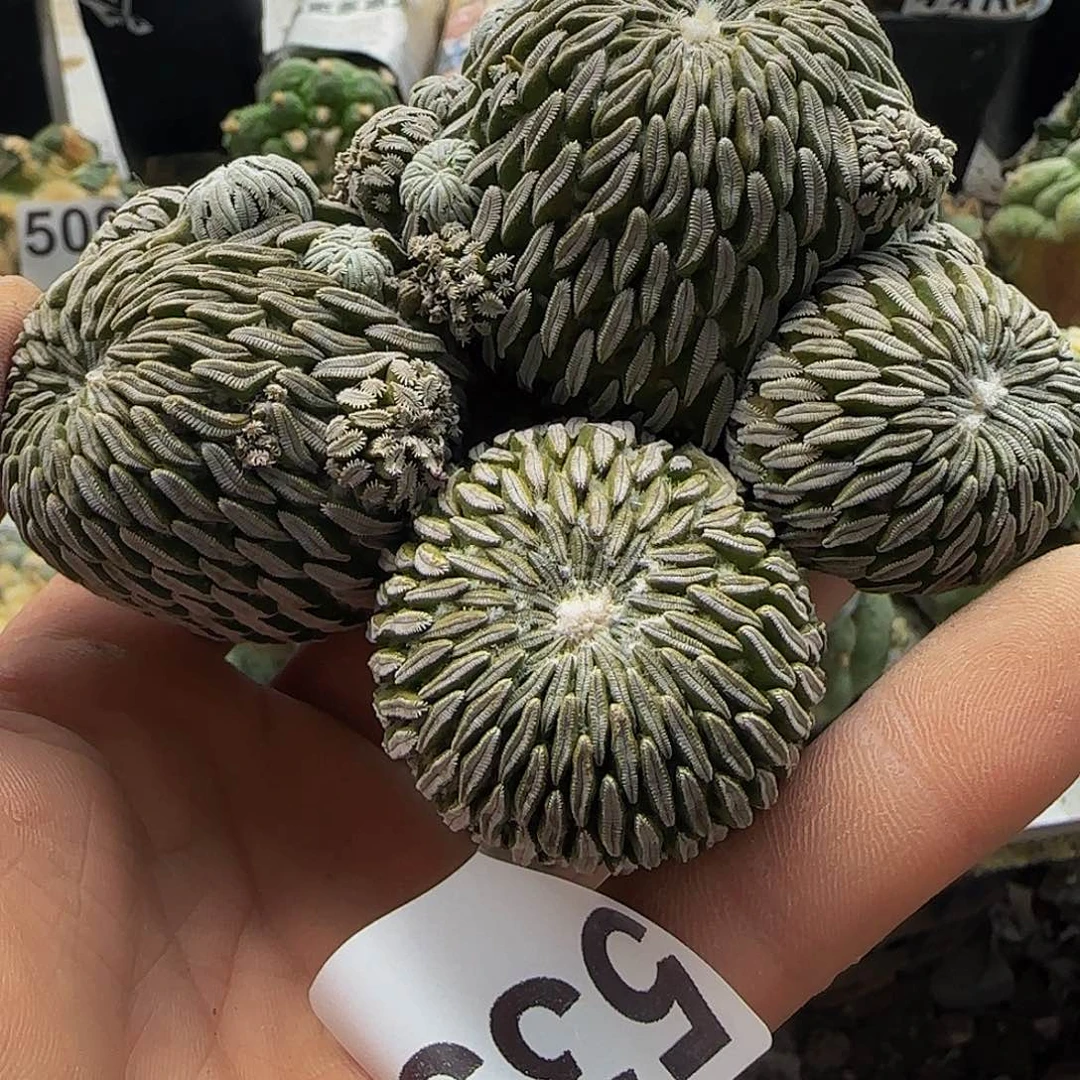 精巧丸535刚出根的