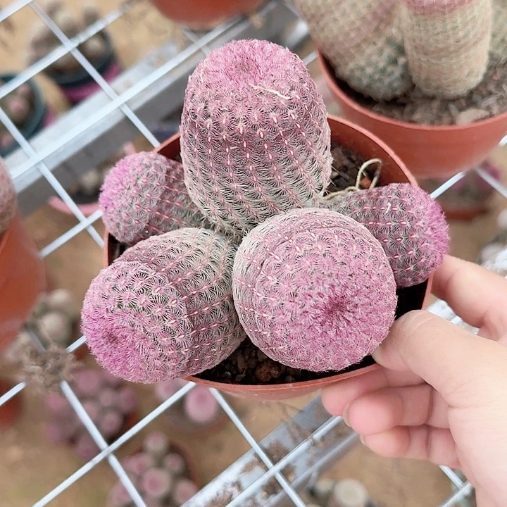 周*毛哈哈哈哈哈哈哈哈哈