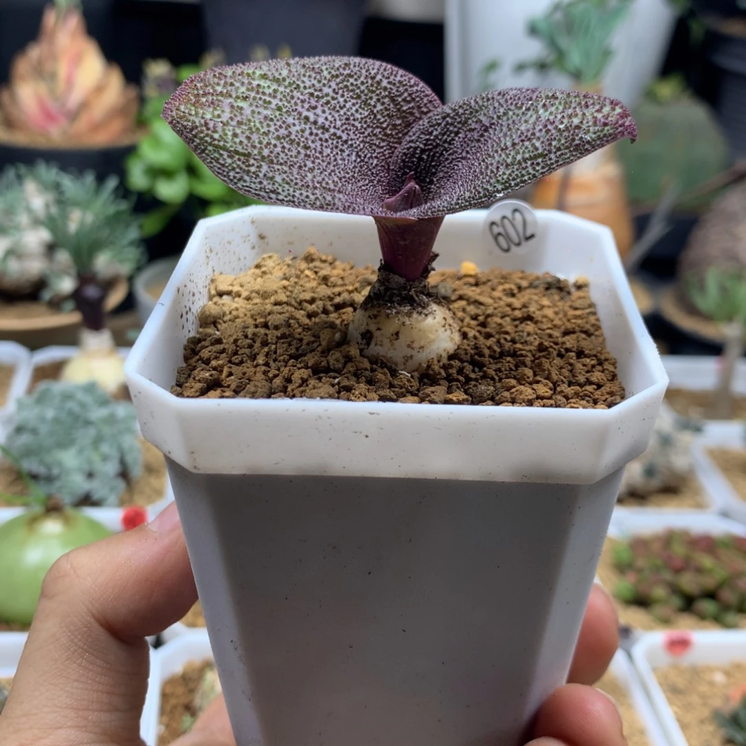 母本紫镜带盆发货602