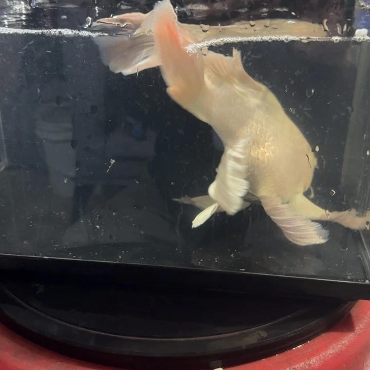 蝴蝶鲤鱼蝴蝶鲤7包邮