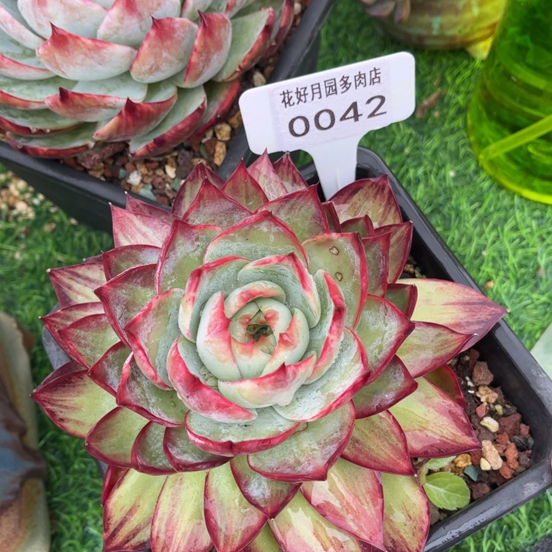 多肉植物0042 满30包邮