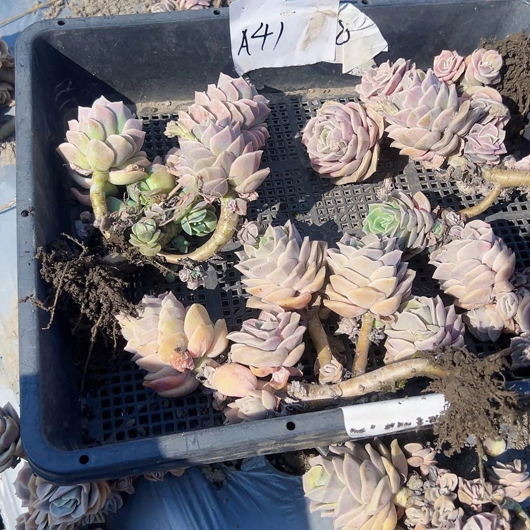 尧a41不售后5颗可爱