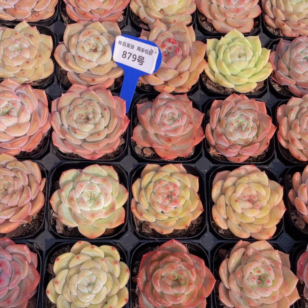 879号新年福利新品美肉组合五个