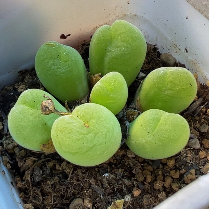 852多肉植物种类多样
