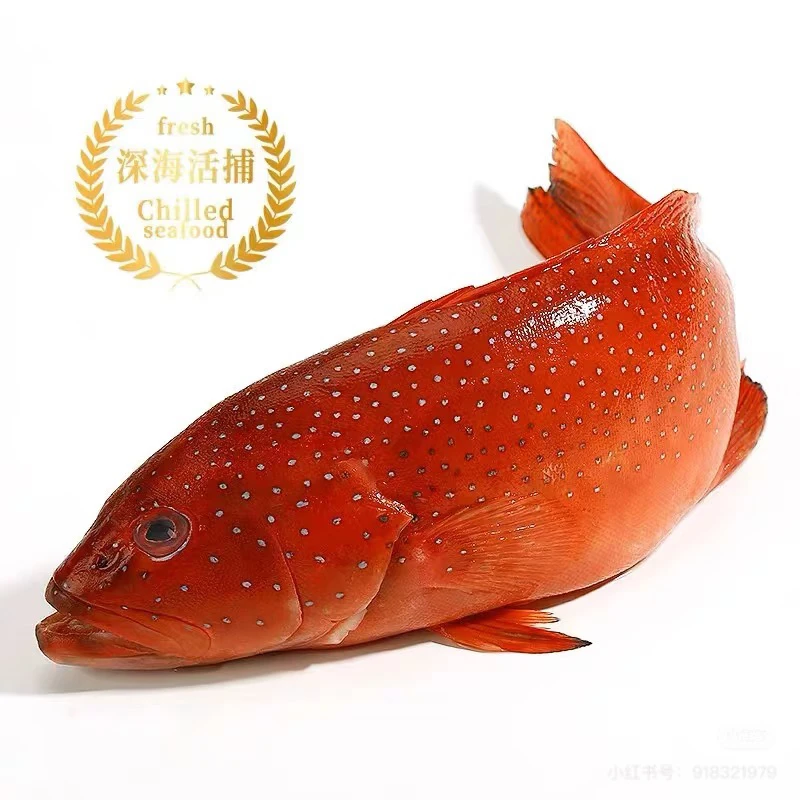 当日断氧东星斑 1/2/3kg 直播间为准