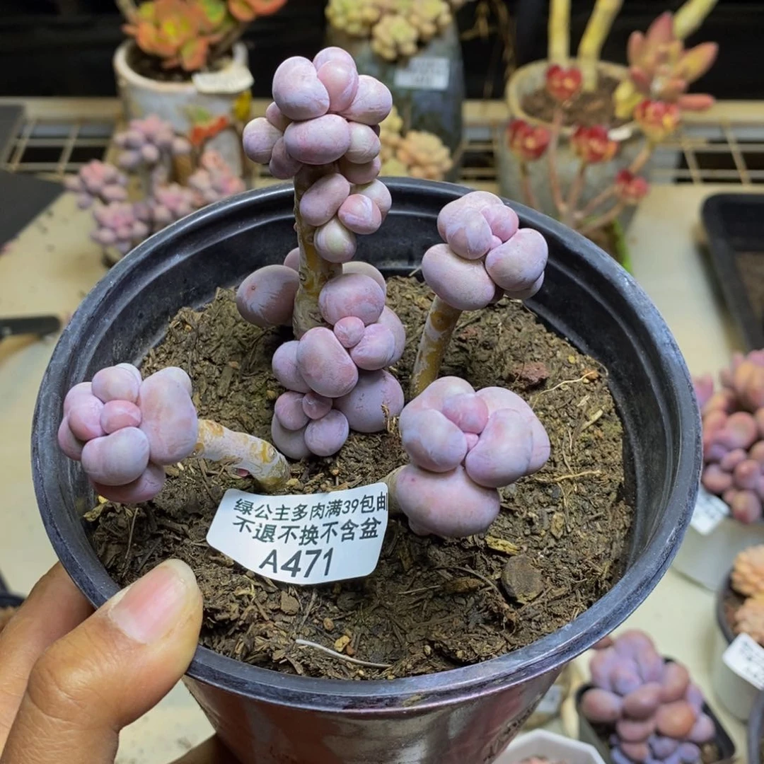 471芭比奶多肉7c m