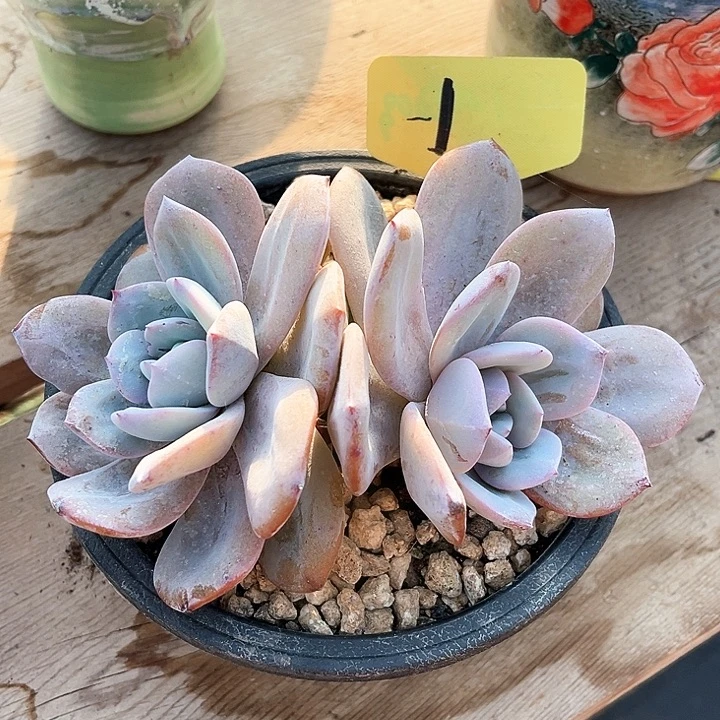 2个头奶茶1号码牌子的话题