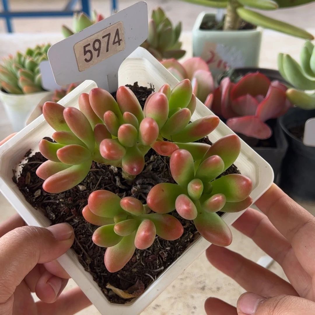 【闪购商品】小叶芒果。5974。 1111111