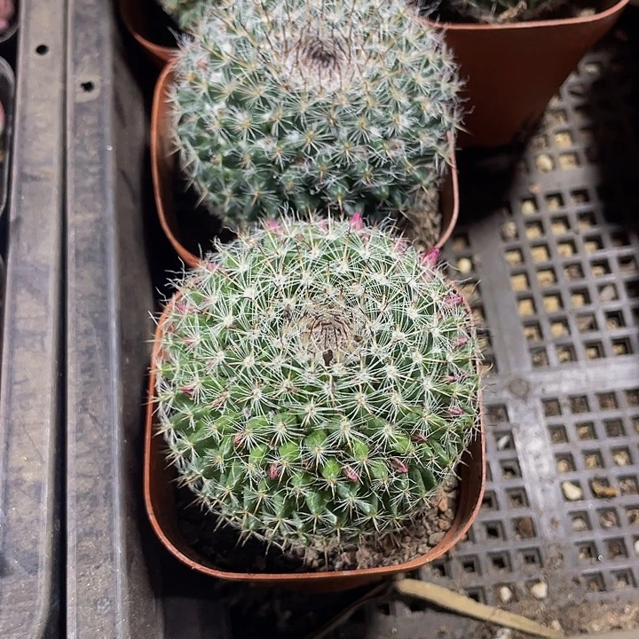 大刺球5.8带盆土