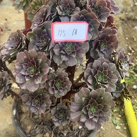 多肉植物欧紫175