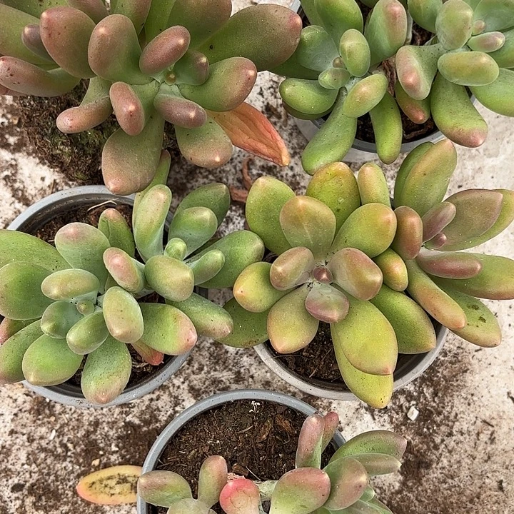 芒果奶三颗（满18发货、偏远地区不包邮）