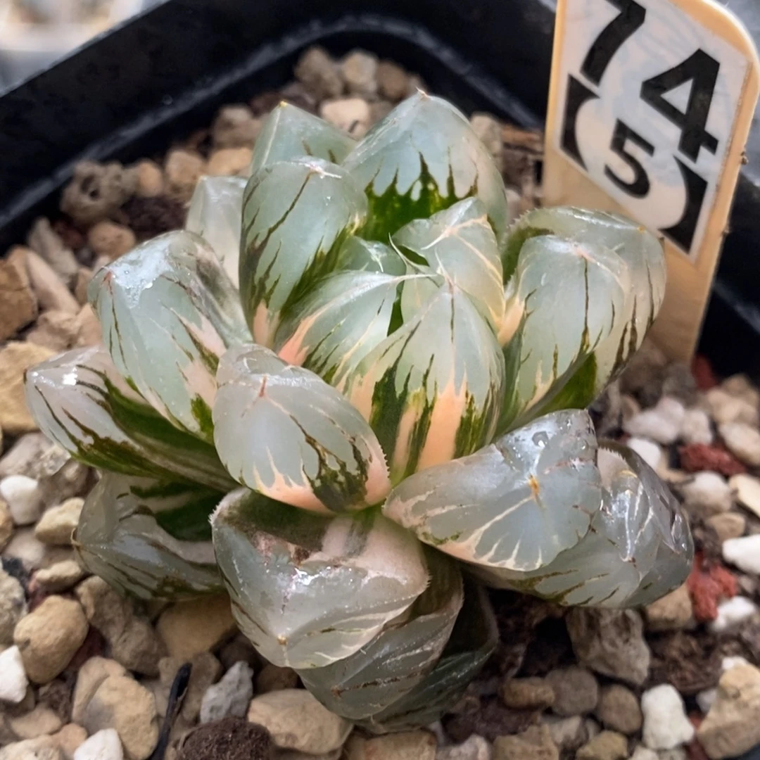 74号水晶x冰川玉露锦