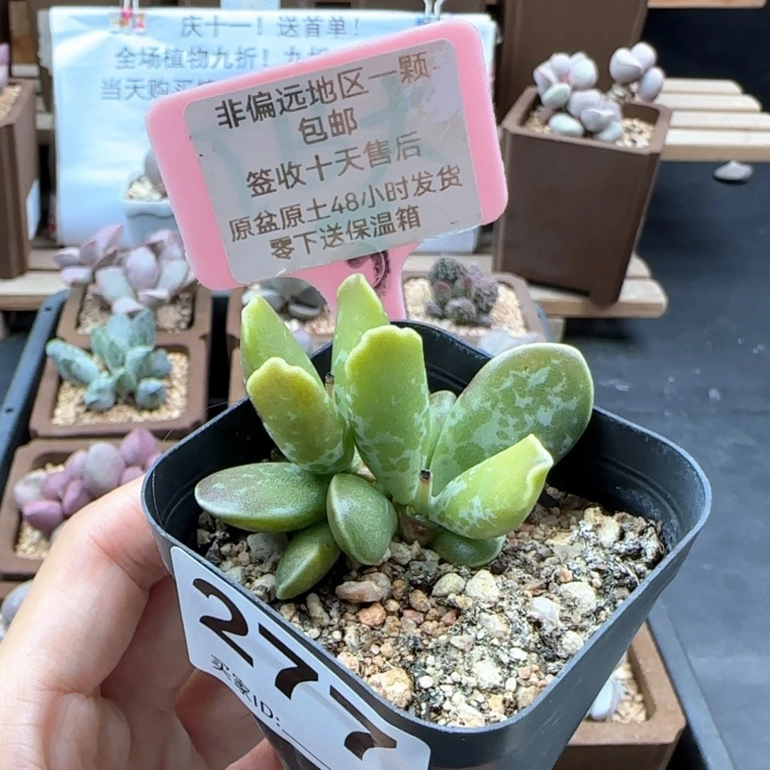 277紫库博多肉植物
