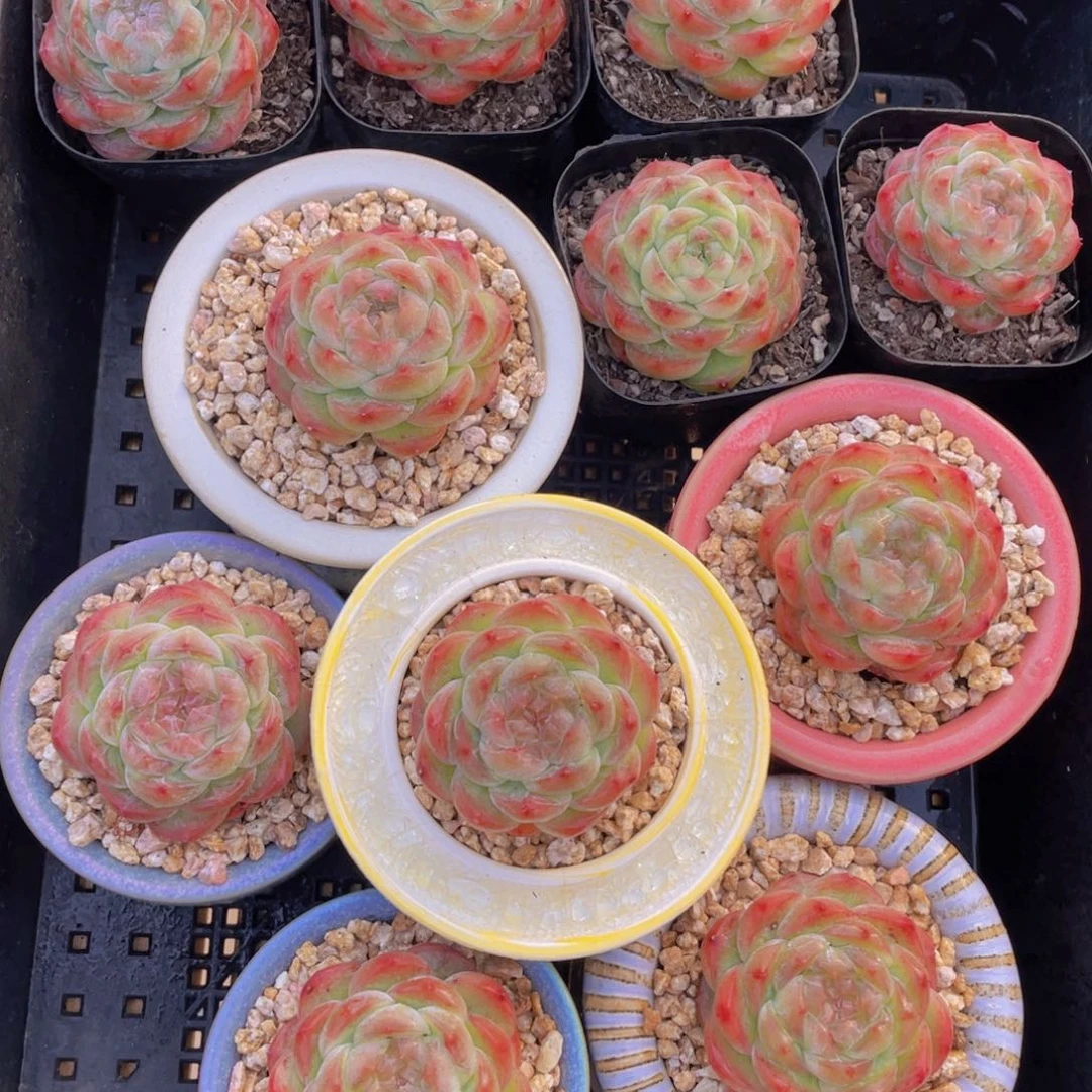 量拍116号 桃露珍妮单头一个