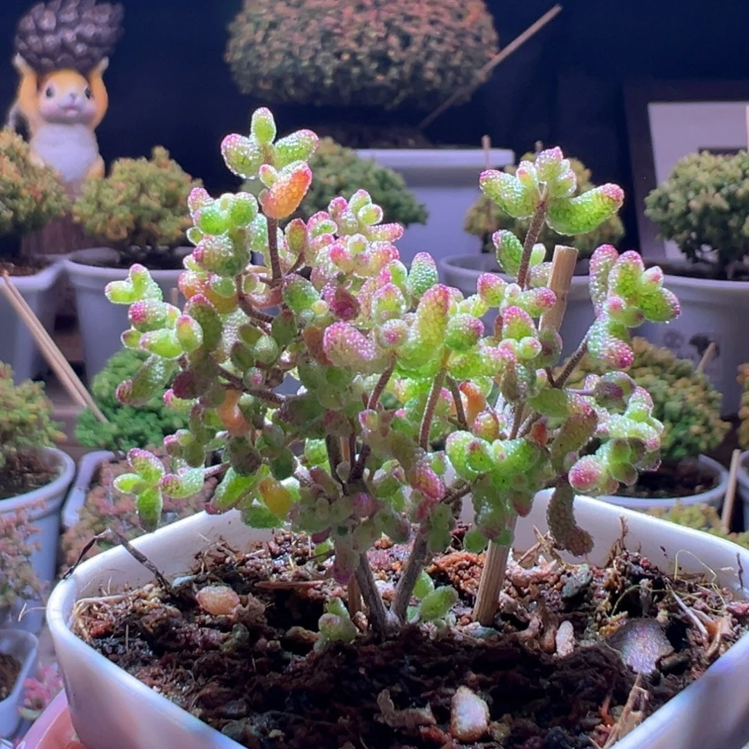 671花斑露一物一拍带盆土发货